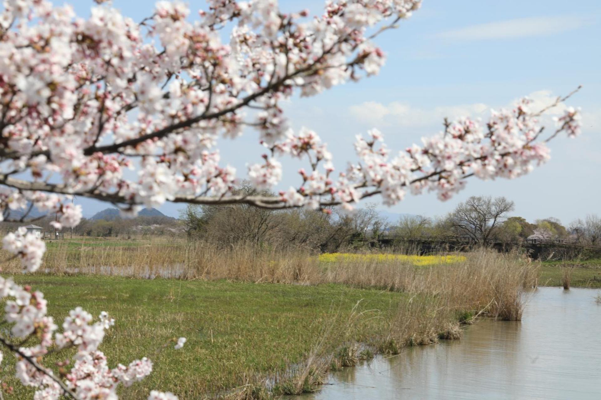 ゲストハウス桜 Guest House Sakura 便利な立地 貸し切り Omihachiman Eksteriør billede