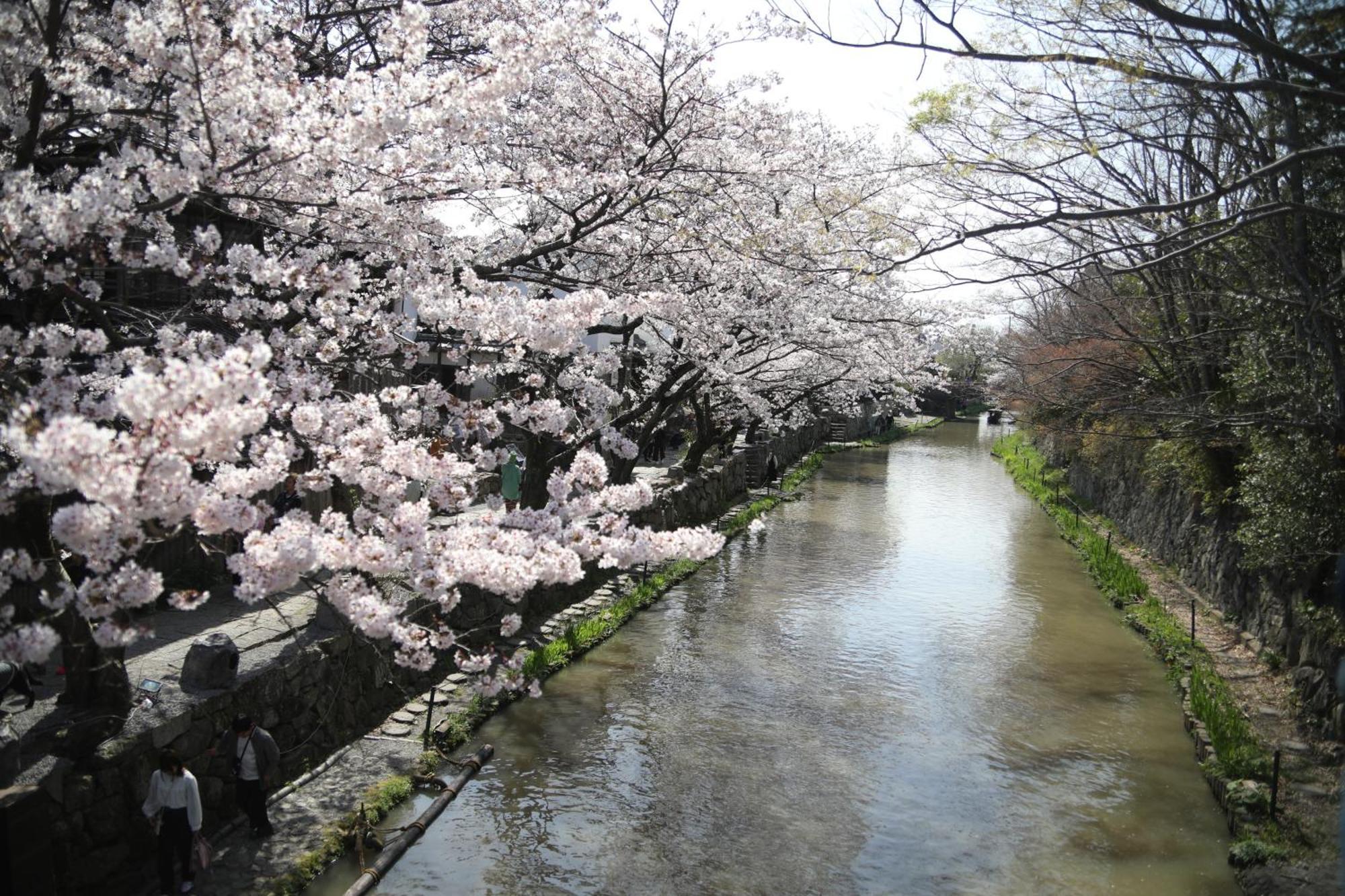 ゲストハウス桜 Guest House Sakura 便利な立地 貸し切り Omihachiman Eksteriør billede